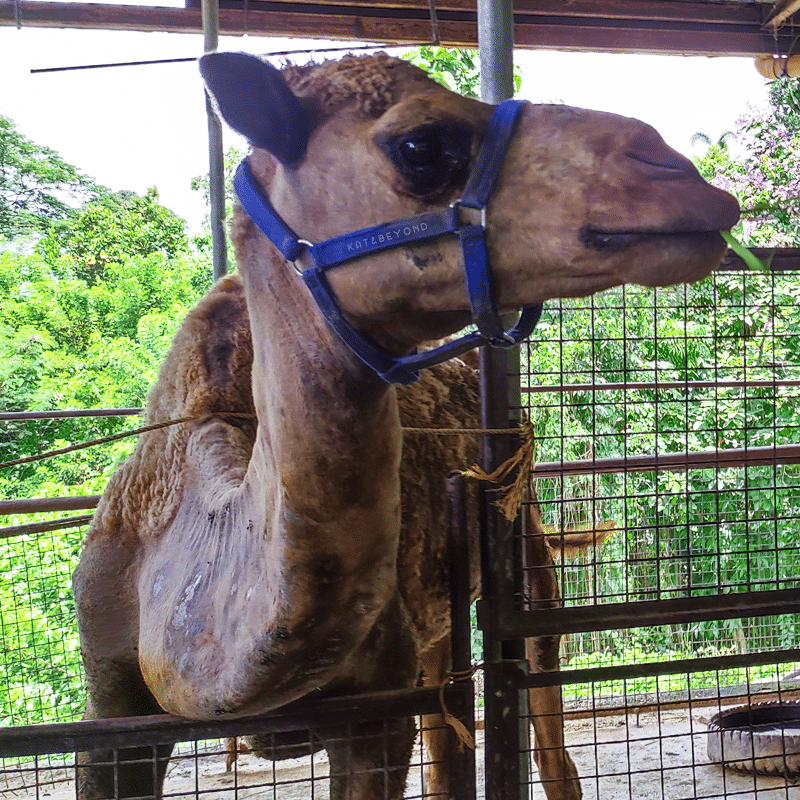 Zoocobia Camel · Kat&Beyond