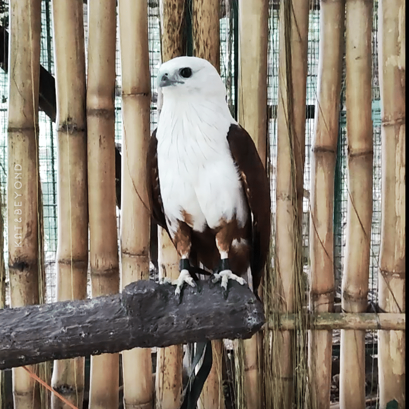 Zoocobia Birds of Paradise Eagle · Kat&Beyond
