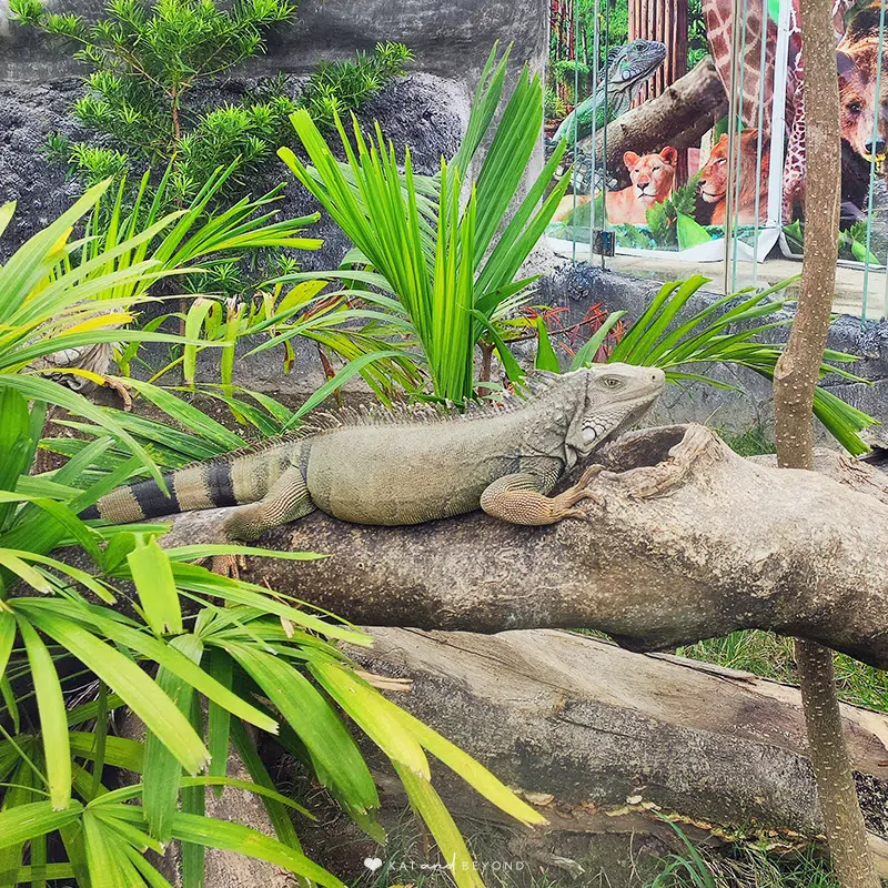 ClarkSafari and Adventure Park Reptile Kingdom Iguana