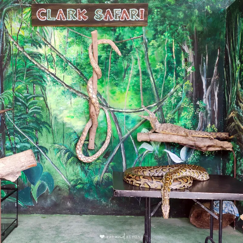 ClarkSafari Burmese Python