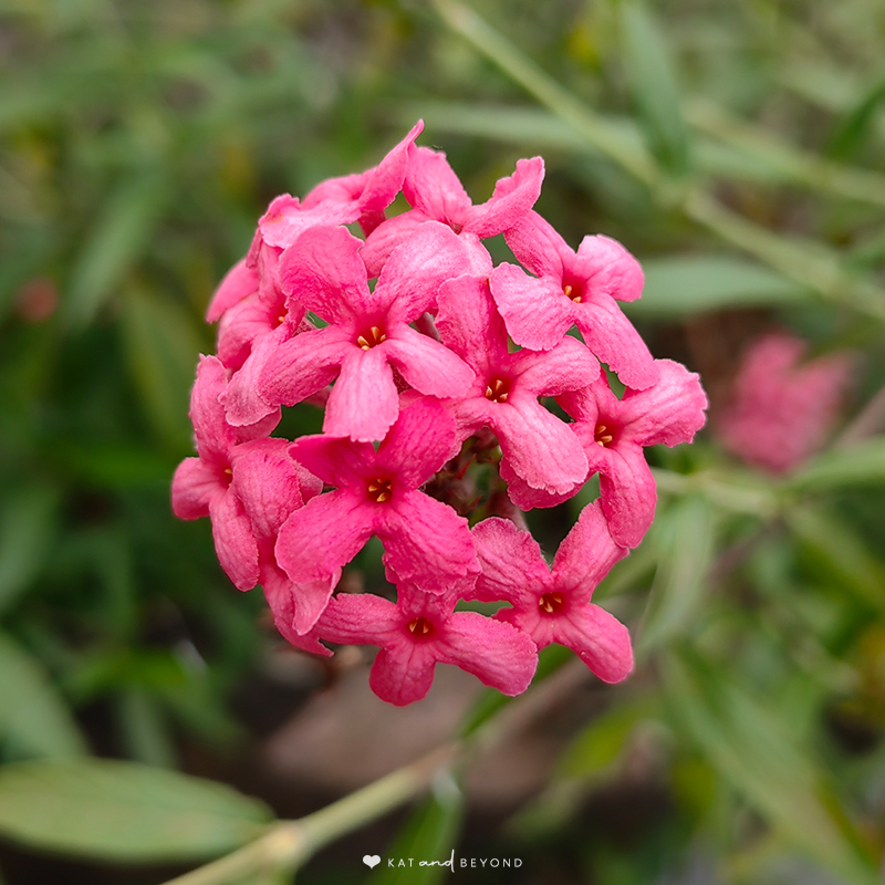 Pink Daphnes Flower taken using Huawei P50 Pro